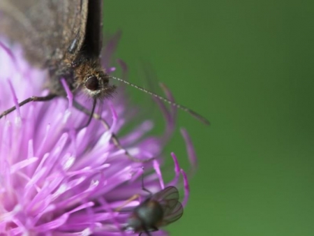 Toblach - Multivisionsshow - Erlebnis Natur mit Hubert Hilscher